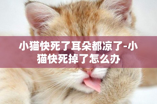小貓快死了耳朵都涼了-小貓快死掉了怎么辦