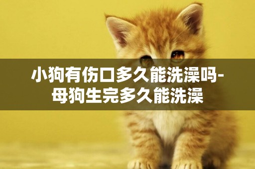 小狗有傷口多久能洗澡嗎-母狗生完多久能洗澡