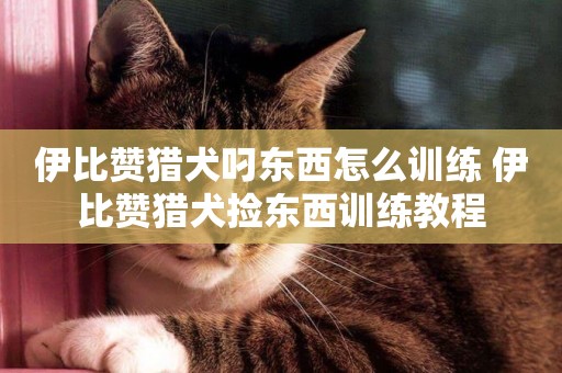 伊比贊獵犬叼東西怎么訓練 伊比贊獵犬撿東西訓練教程