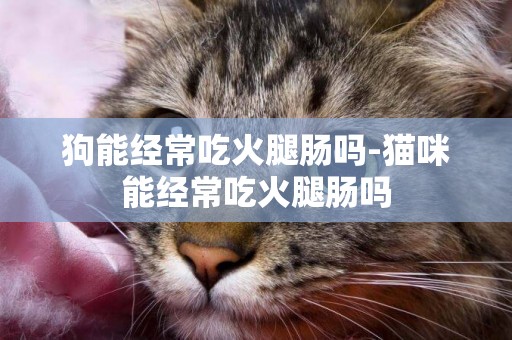 狗能經常吃火腿腸嗎-貓咪能經常吃火腿腸嗎