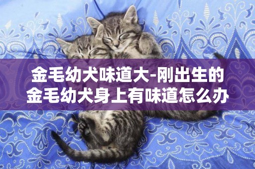 金毛幼犬味道大-剛出生的金毛幼犬身上有味道怎么辦