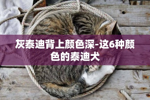 灰泰迪背上顏色深-這6種顏色的泰迪犬