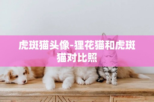 虎斑貓頭像-貍花貓和虎斑貓對比照