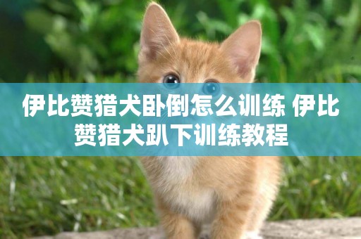 伊比贊獵犬臥倒怎么訓練 伊比贊獵犬趴下訓練教程