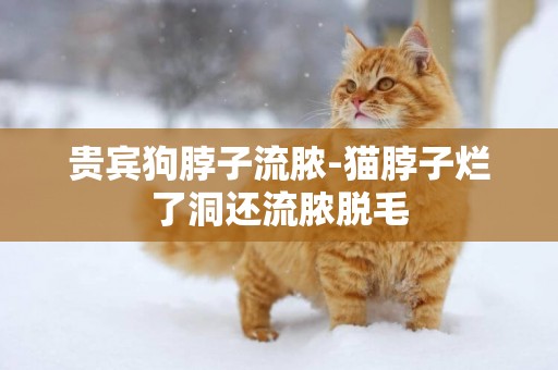 貴賓狗脖子流膿-貓脖子爛了洞還流膿脫毛