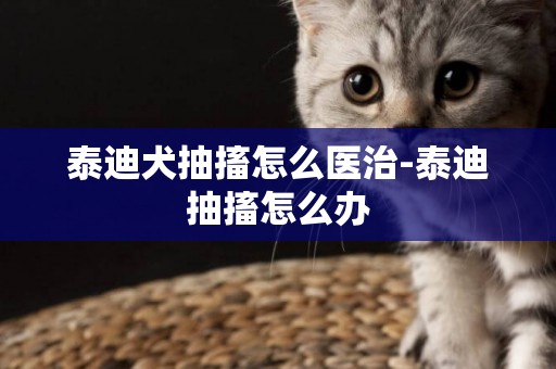 泰迪犬抽搐怎么醫治-泰迪抽搐怎么辦