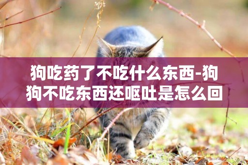 狗吃藥了不吃什么東西-狗狗不吃東西還嘔吐是怎么回事