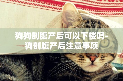 狗狗剖腹產后可以下樓嗎-狗剖腹產后注意事項