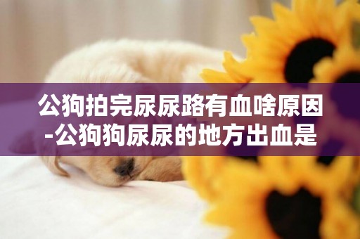 公狗拍完尿尿路有血啥原因-公狗狗尿尿的地方出血是什么原因