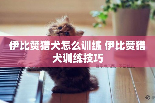 伊比贊獵犬怎么訓練 伊比贊獵犬訓練技巧