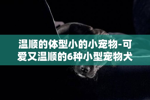 溫順的體型小的小寵物-可愛又溫順的6種小型寵物犬