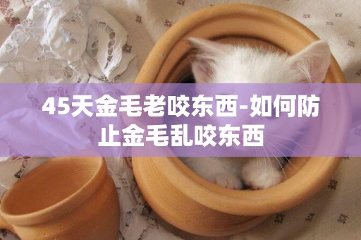 45天金毛老咬東西-如何防止金毛亂咬東西