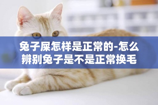 兔子屎怎樣是正常的-怎么辨別兔子是不是正常換毛