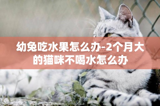 幼兔吃水果怎么辦-2個月大的貓咪不喝水怎么辦