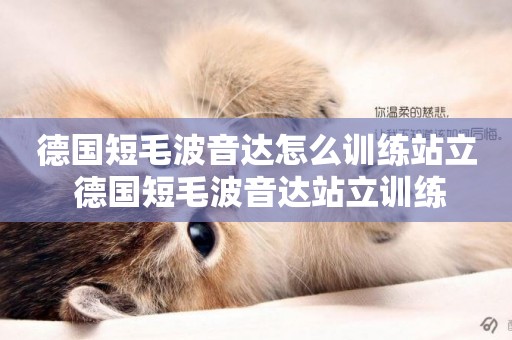 德國短毛波音達怎么訓練站立 德國短毛波音達站立訓練