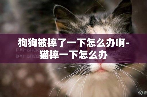 狗狗被摔了一下怎么辦啊-貓摔一下怎么辦