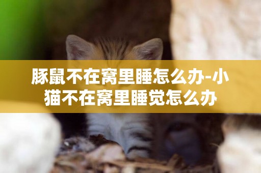豚鼠不在窩里睡怎么辦-小貓不在窩里睡覺怎么辦