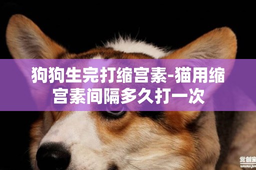狗狗生完打縮宮素-貓用縮宮素間隔多久打一次