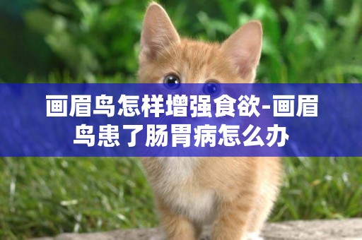 畫眉鳥怎樣增強食欲-畫眉鳥患了腸胃病怎么辦