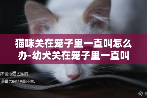 貓咪關在籠子里一直叫怎么辦-幼犬關在籠子里一直叫怎么辦