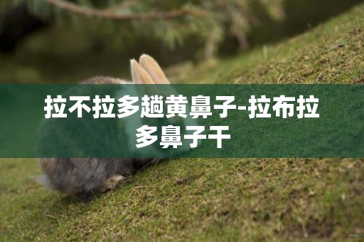 拉不拉多趟黃鼻子-拉布拉多鼻子干
