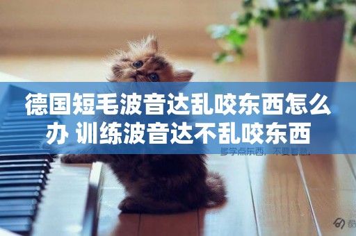 德國短毛波音達亂咬東西怎么辦 訓練波音達不亂咬東西
