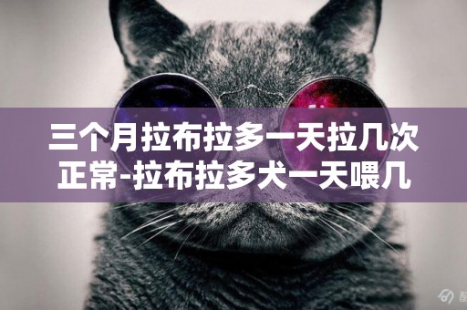三個月拉布拉多一天拉幾次正常-拉布拉多犬一天喂幾次