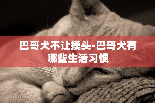 巴哥犬不讓摸頭-巴哥犬有哪些生活習慣