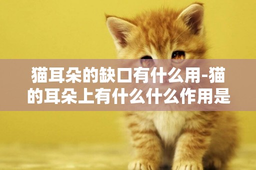 貓耳朵的缺口有什么用-貓的耳朵上有什么什么作用是什么