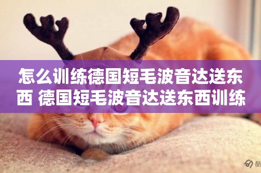 怎么訓練德國短毛波音達送東西 德國短毛波音達送東西訓練