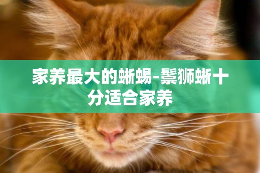 家養最大的蜥蜴-鬃獅蜥十分適合家養