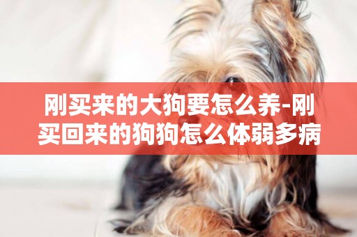 剛買來的大狗要怎么養-剛買回來的狗狗怎么體弱多病