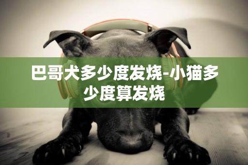 巴哥犬多少度發燒-小貓多少度算發燒
