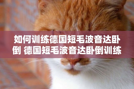 如何訓練德國短毛波音達臥倒 德國短毛波音達臥倒訓練