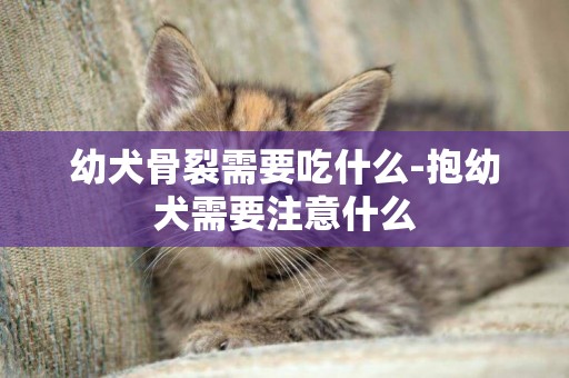 幼犬骨裂需要吃什么-抱幼犬需要注意什么