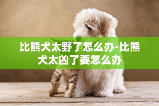 比熊犬太野了怎么辦-比熊犬太兇了要怎么辦
