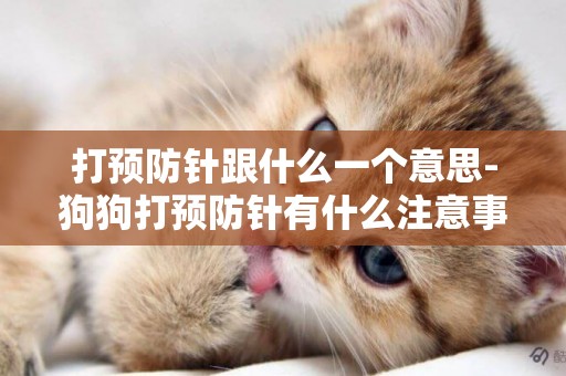 打預防針跟什么一個意思-狗狗打預防針有什么注意事項