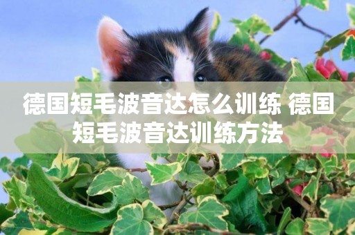 德國短毛波音達怎么訓練 德國短毛波音達訓練方法