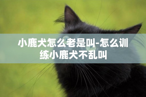 小鹿犬怎么老是叫-怎么訓練小鹿犬不亂叫