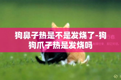 狗鼻子熱是不是發燒了-狗狗爪子熱是發燒嗎