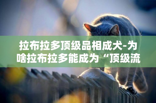 拉布拉多頂級品相成犬-為啥拉布拉多能成為“頂級流量”