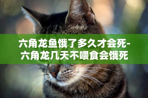 六角龍魚餓了多久才會死-六角龍幾天不喂食會餓死