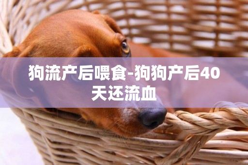 狗流產后喂食-狗狗產后40天還流血