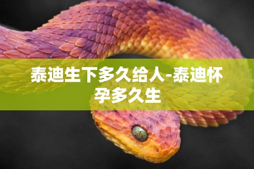 泰迪生下多久給人-泰迪懷孕多久生