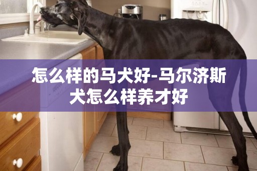 怎么樣的馬犬好-馬爾濟斯犬怎么樣養才好
