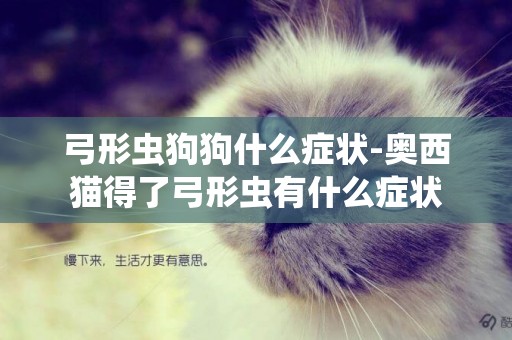 弓形蟲狗狗什么癥狀-奧西貓得了弓形蟲有什么癥狀