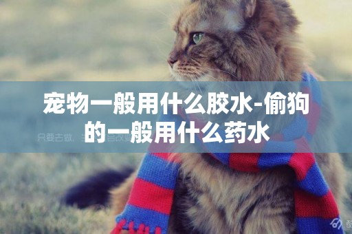 寵物一般用什么膠水-偷狗的一般用什么藥水