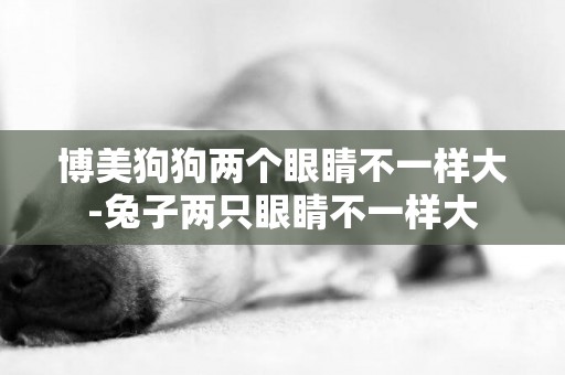 博美狗狗兩個眼睛不一樣大-兔子兩只眼睛不一樣大