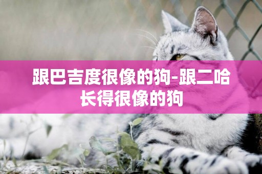 跟巴吉度很像的狗-跟二哈長得很像的狗