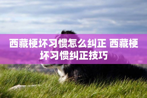 西藏梗壞習慣怎么糾正 西藏梗壞習慣糾正技巧
